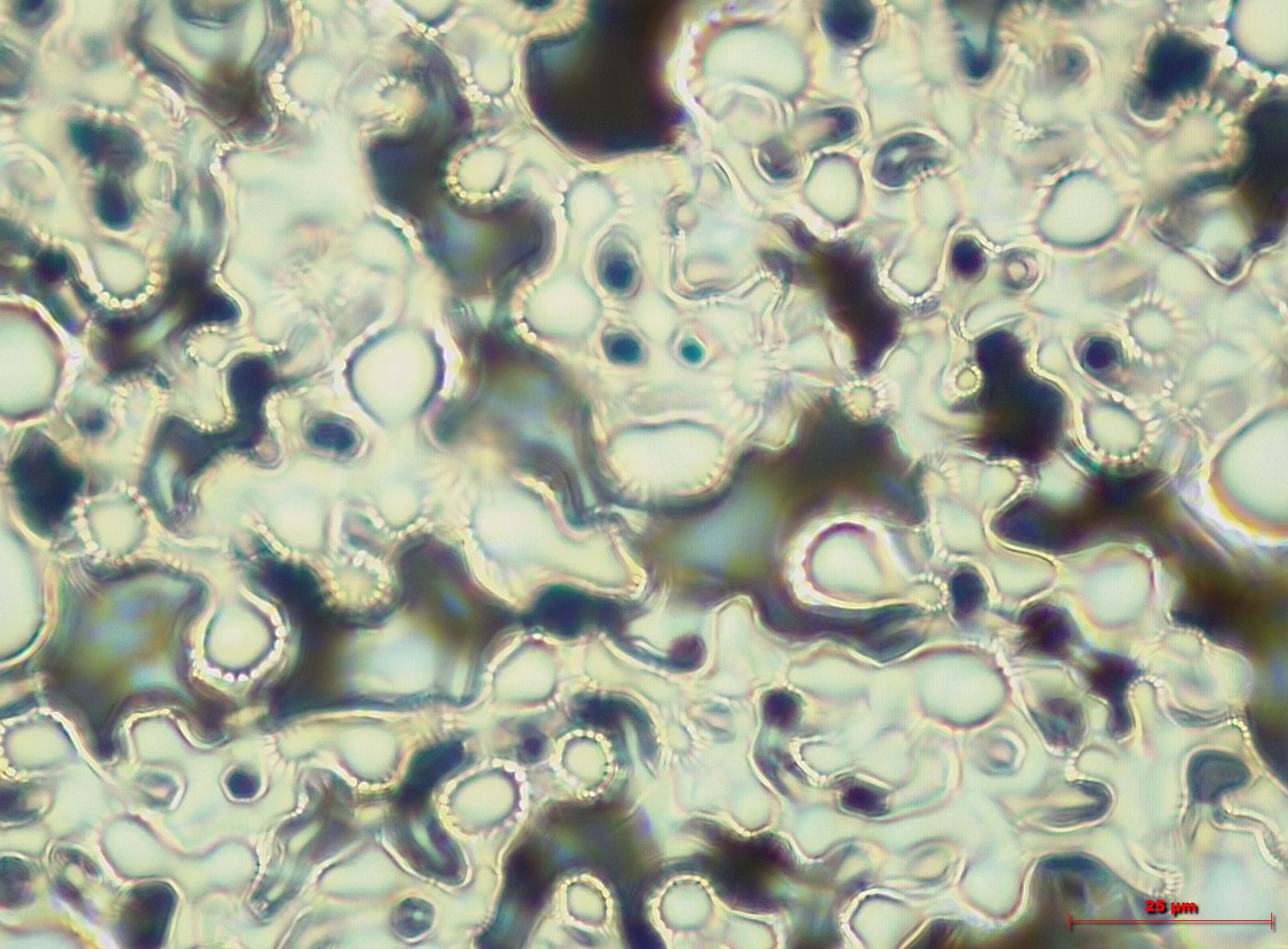 10 nm High Performance Pt coating